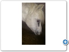 Unser Pony Stinki